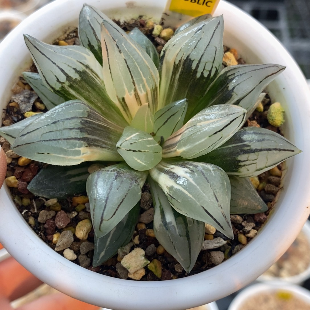 179号西瓜寿锦多肉