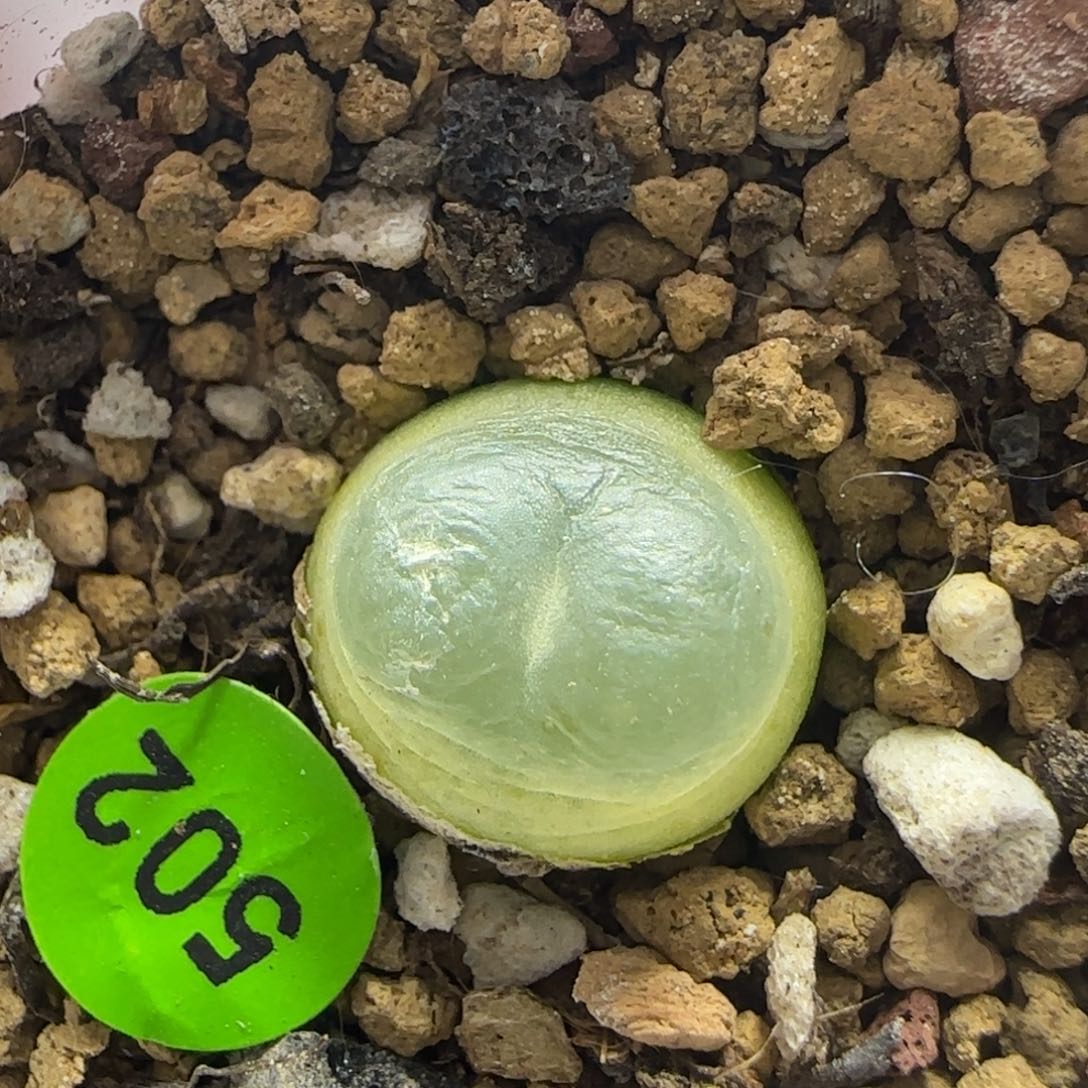 拉登1.4多肉植物502