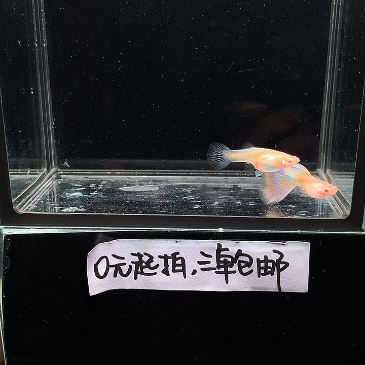孔雀鱼金粉孔雀鱼一对