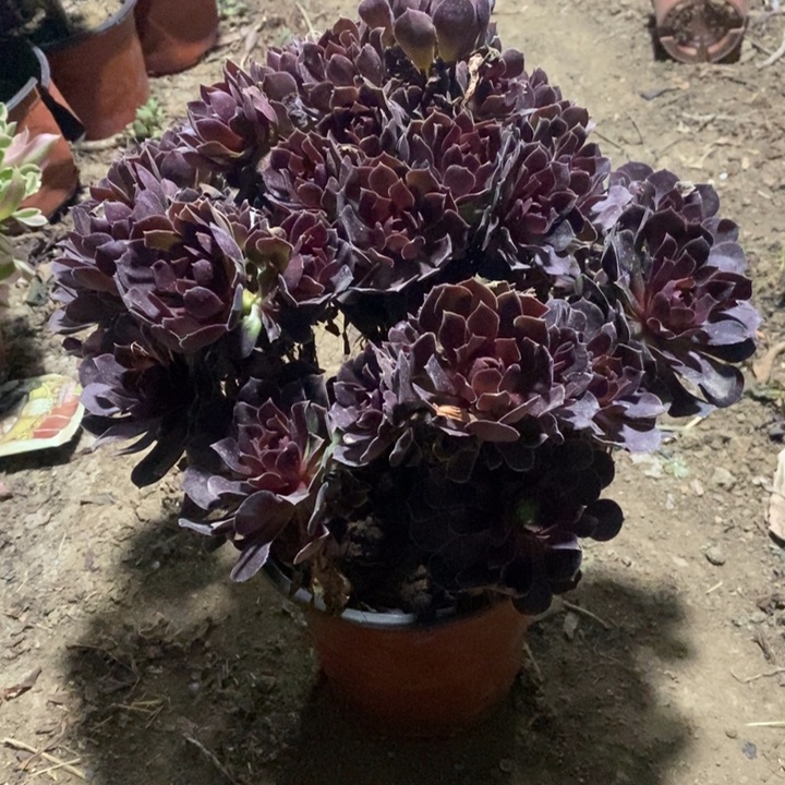 荷兰玫瑰加急发货9