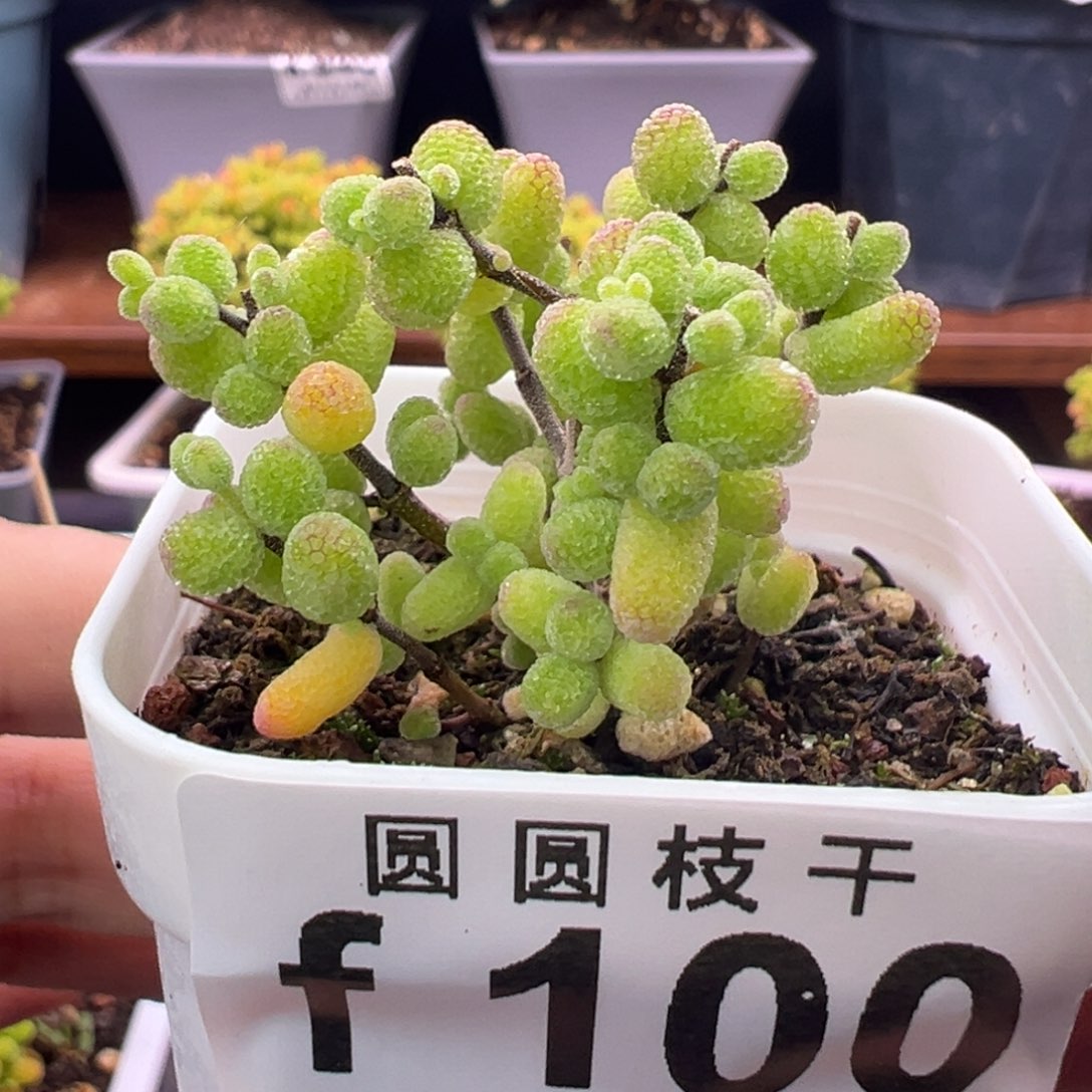 100糖球白虎斑锦