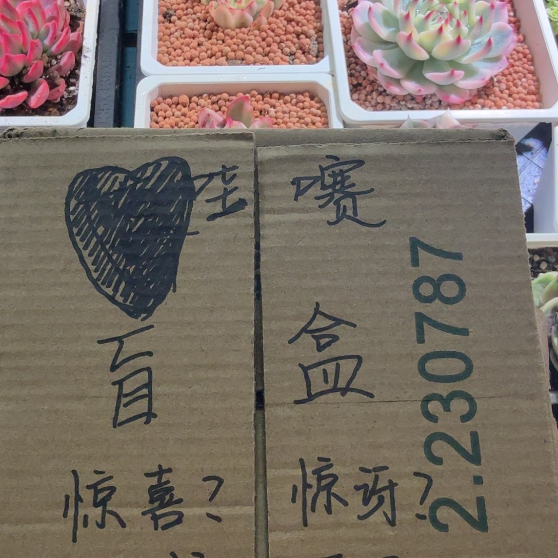 哇塞一下，多肉植物