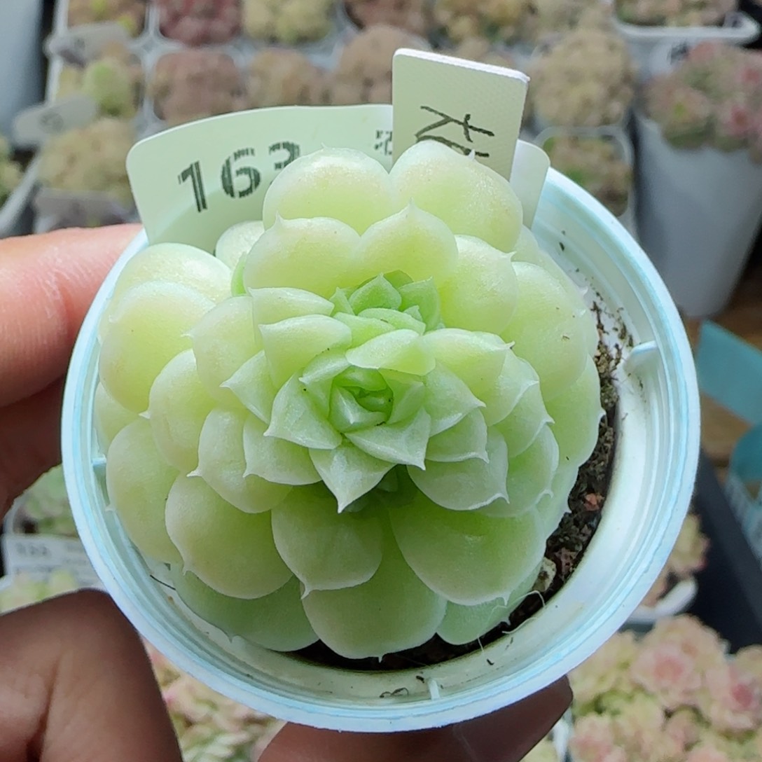 【闪购商品】0225-163（大包-3）