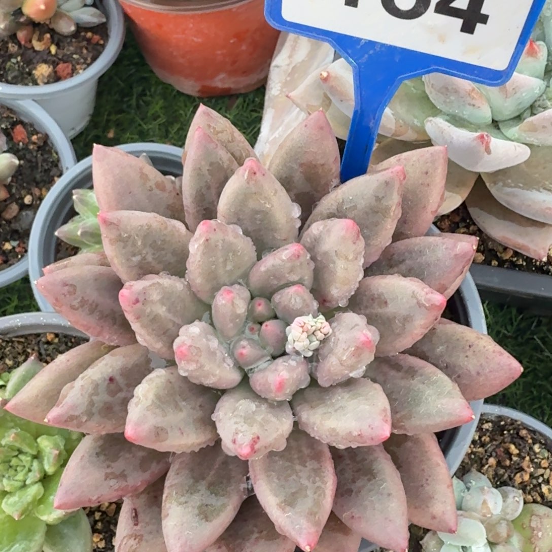 水晶球一物一拍154