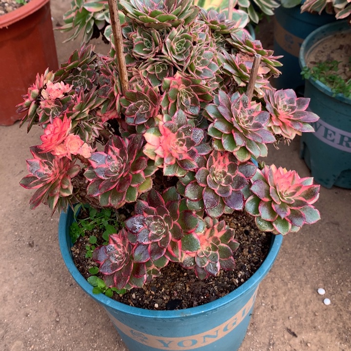 927黑膜锦多肉植物特价