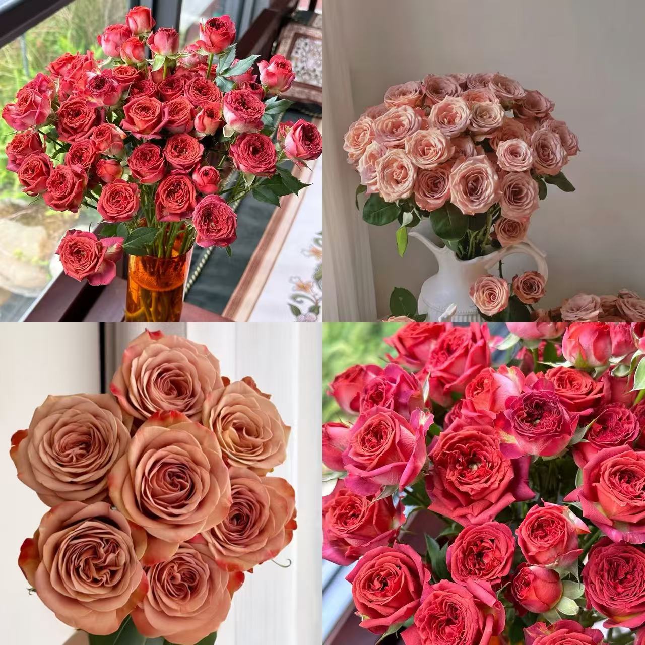 【花予专属】10枝卡布奇诺+5枝巧克力多头玫瑰  云南鲜切花