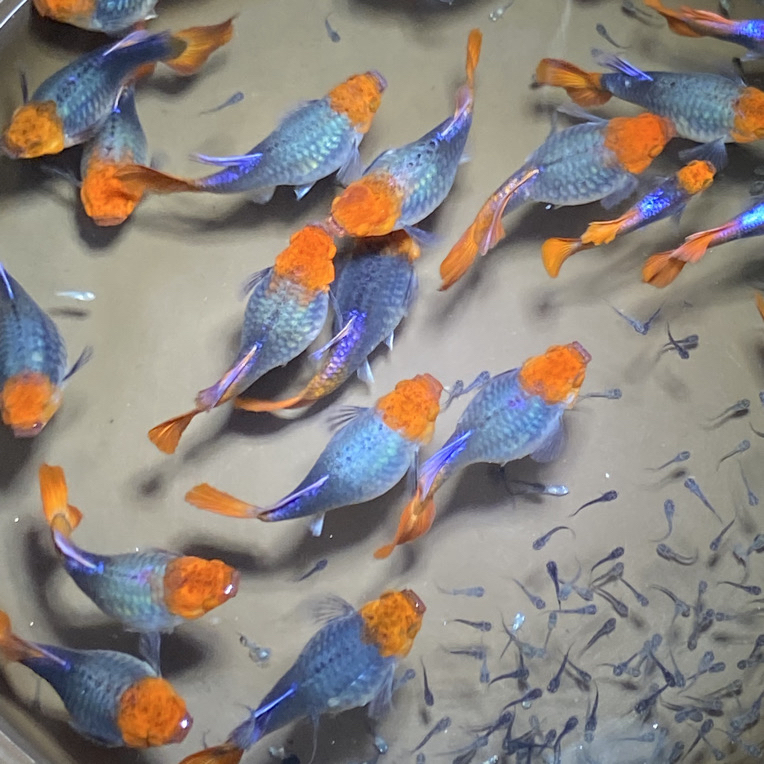 直播间福利精品高端孔雀鱼黑金红头短体蓝贵族种鱼（入缸后不包损）