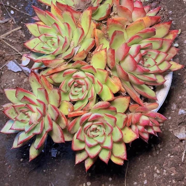 信*在于它可以使皮肤