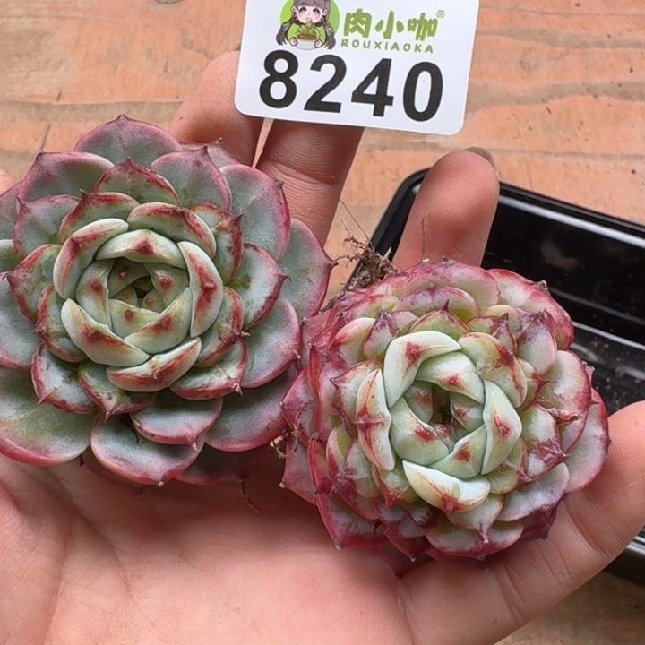 当前无花朵，栽培后可花朵多肉植物多去植物