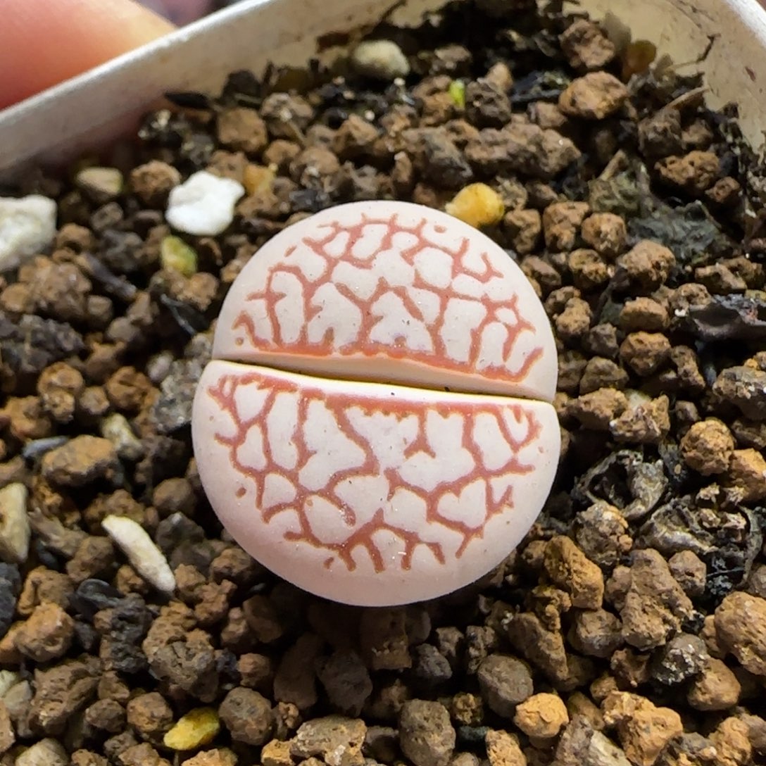 12.11。脱土发。凌耀玉。  2008