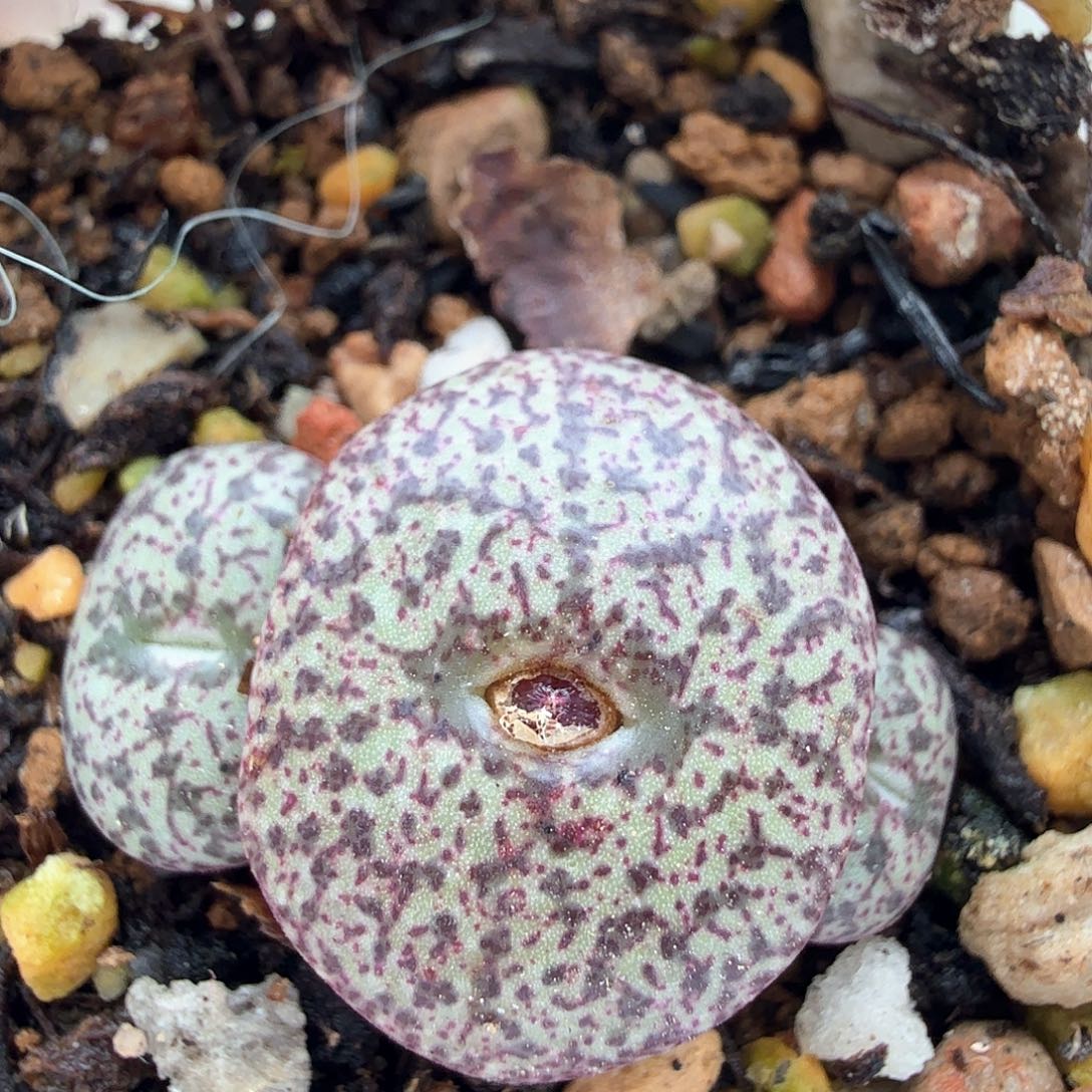 2.9.38/超级密纹安贞三头