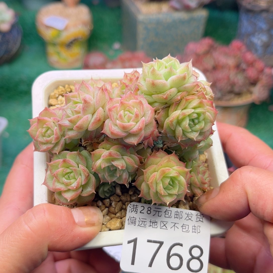 大1768；h xg d g c b h b