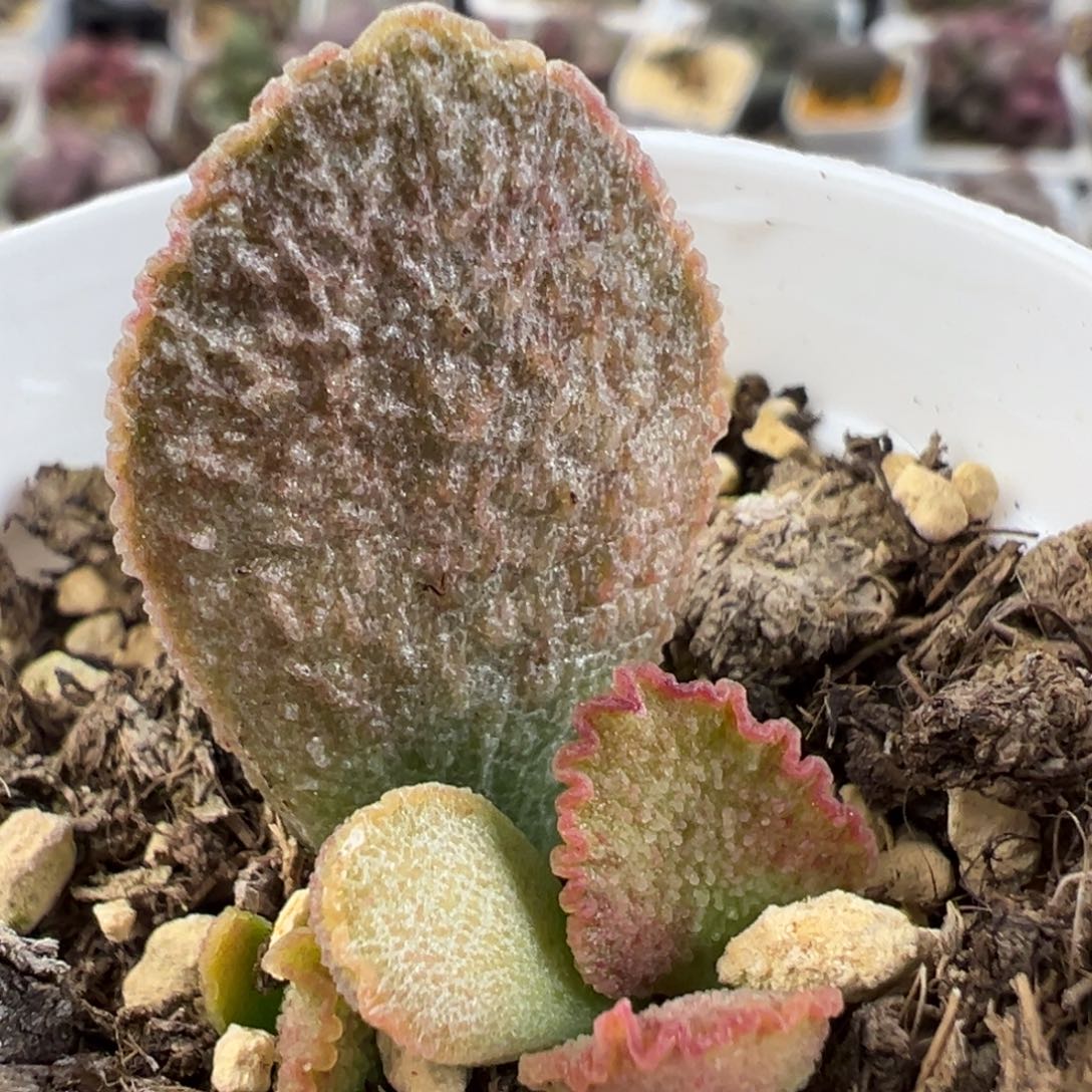 爱丽丝大苗多肉植物水泡