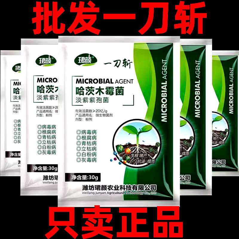哈茨木霉菌淡紫紫孢菌以菌抑菌防治病毒病立枯病白粉病