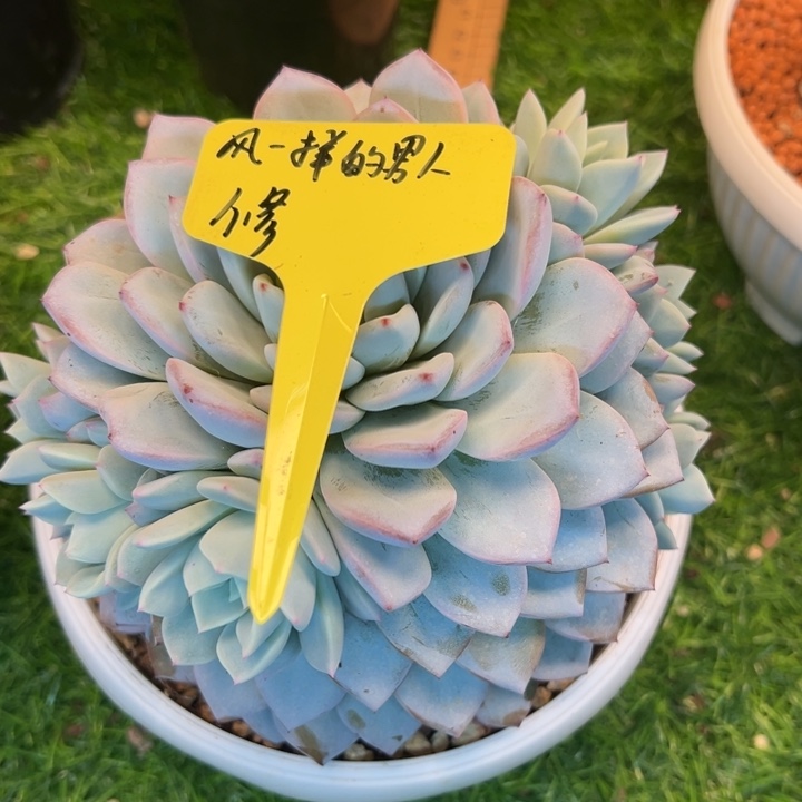 风***人风一样的男人点绛唇一颗发货