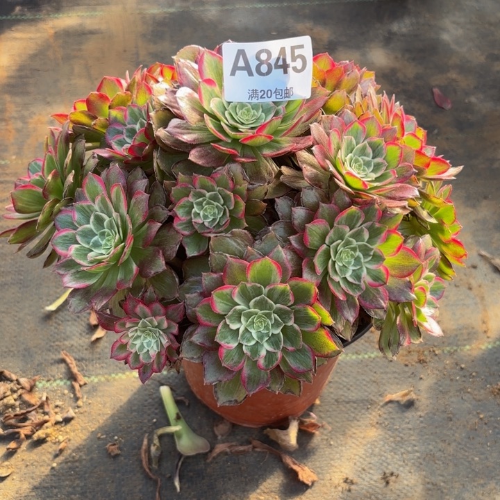 瑞妈，。。？？？845莲花。