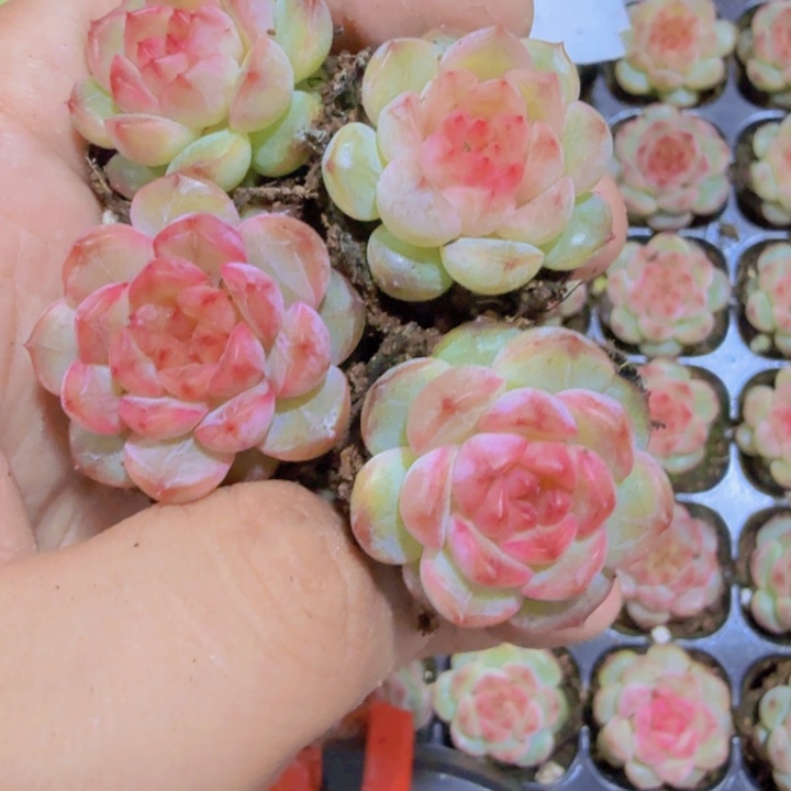 葡萄珍妮五颗一组