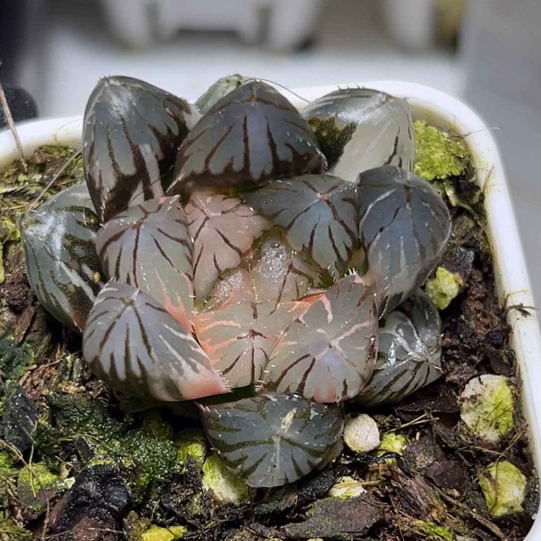 十二卷多肉1435龙爪