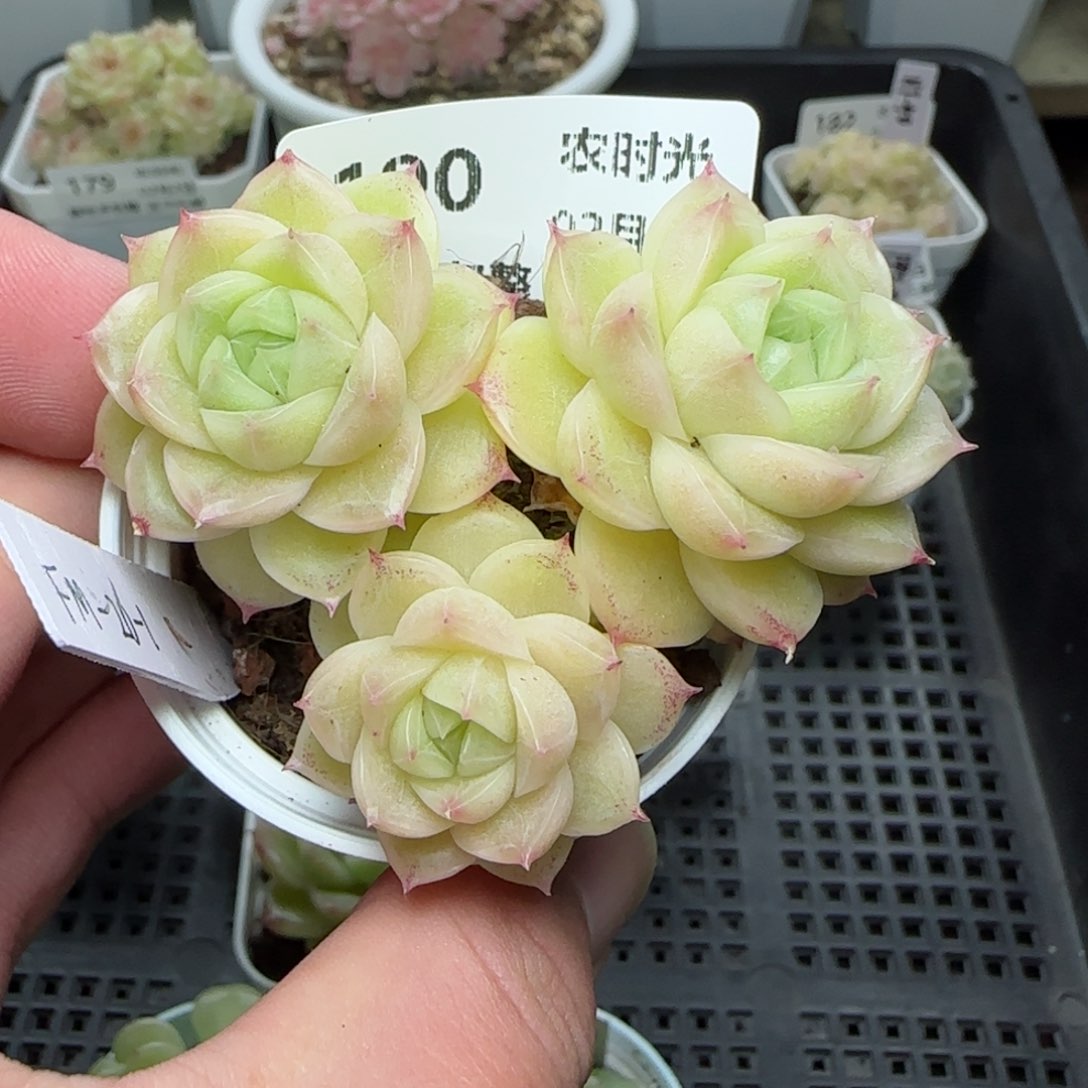 0202-190（FM-20-1）