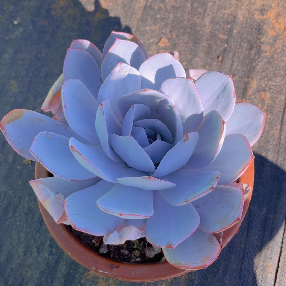 广寒宫1颗多肉植物