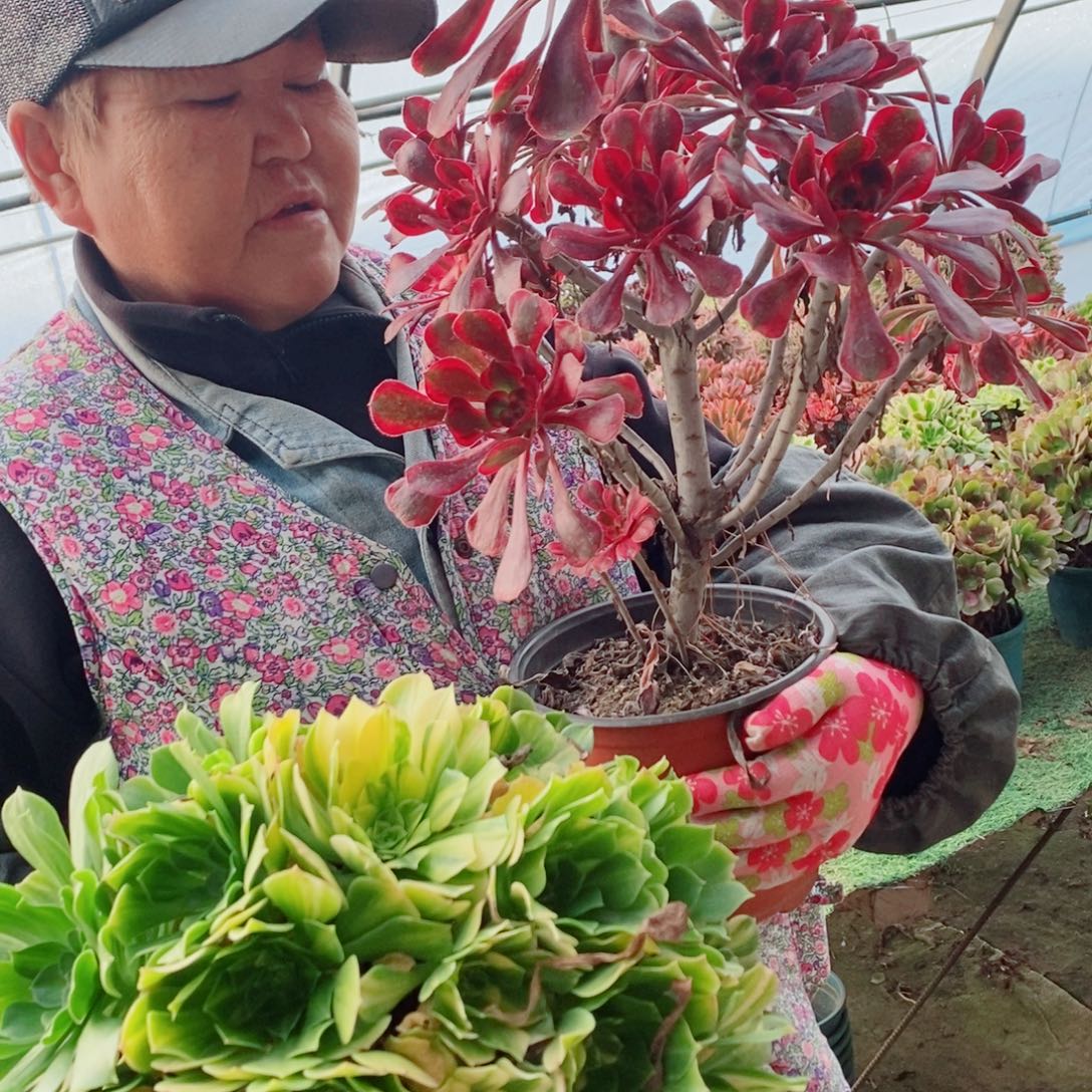 完全开放香奈儿多肉1颗多肉