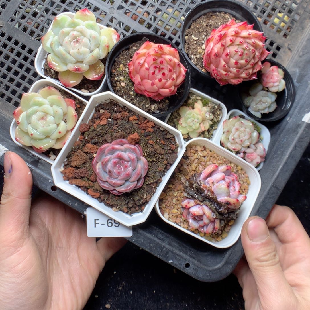 无花朵F69。yyyyyyyyy