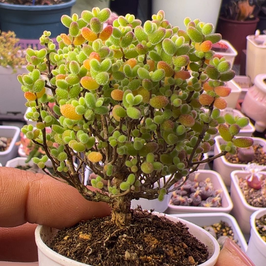 多肉植物枝干蜜桔