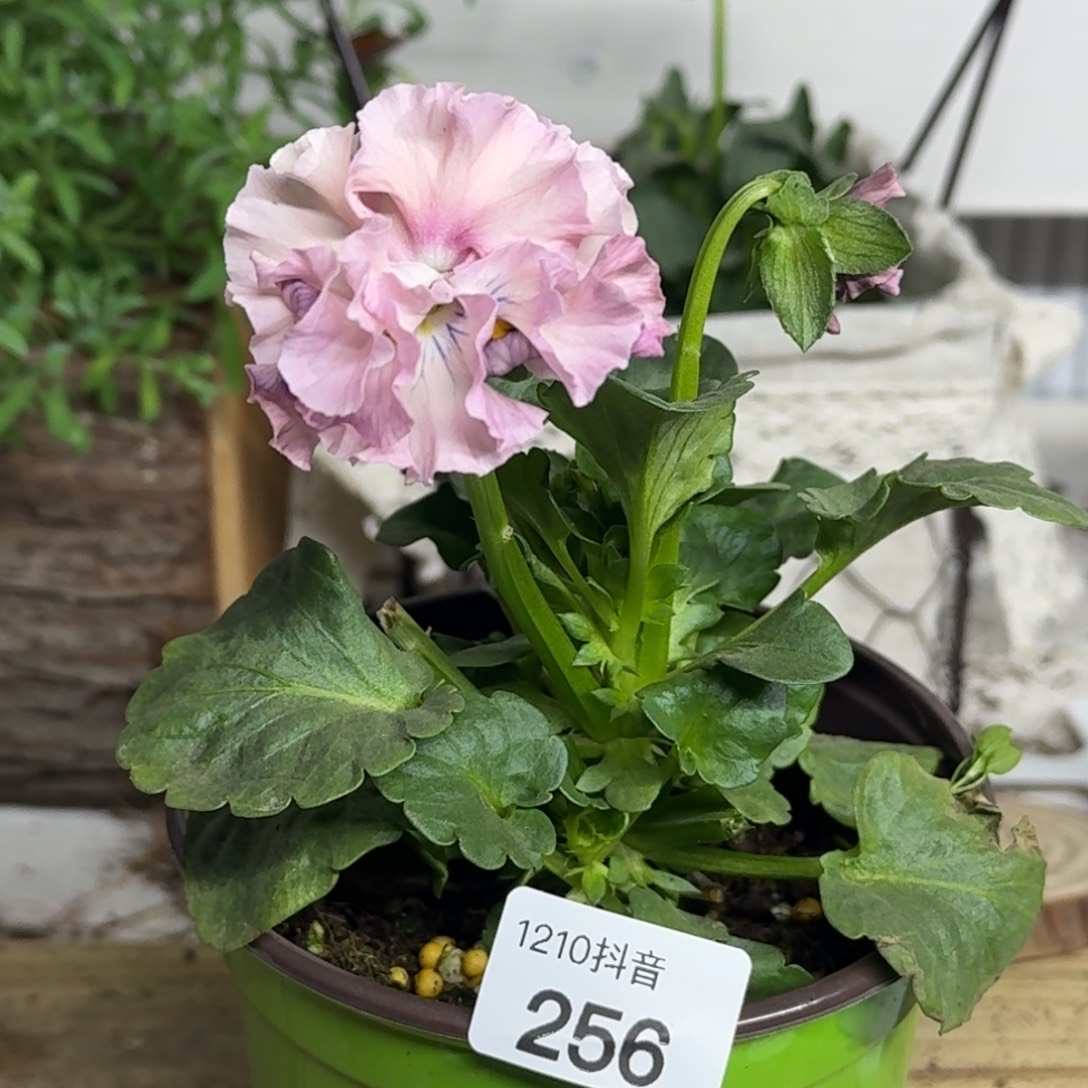 全部花朵1210 抖音一物一拍256号