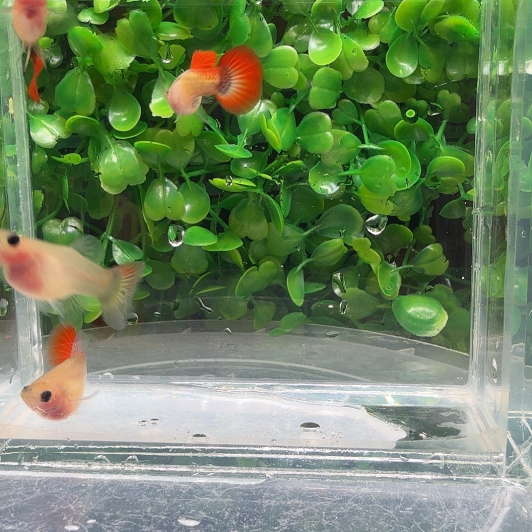 孔雀鱼红礼服玻璃猫小亚成2对