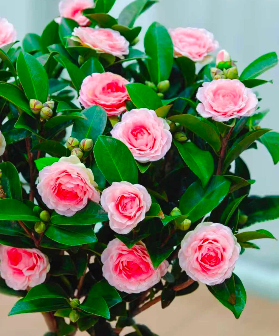 【十年老桩香香公主】 浓香型带花苞香妃茶花好养活花期长