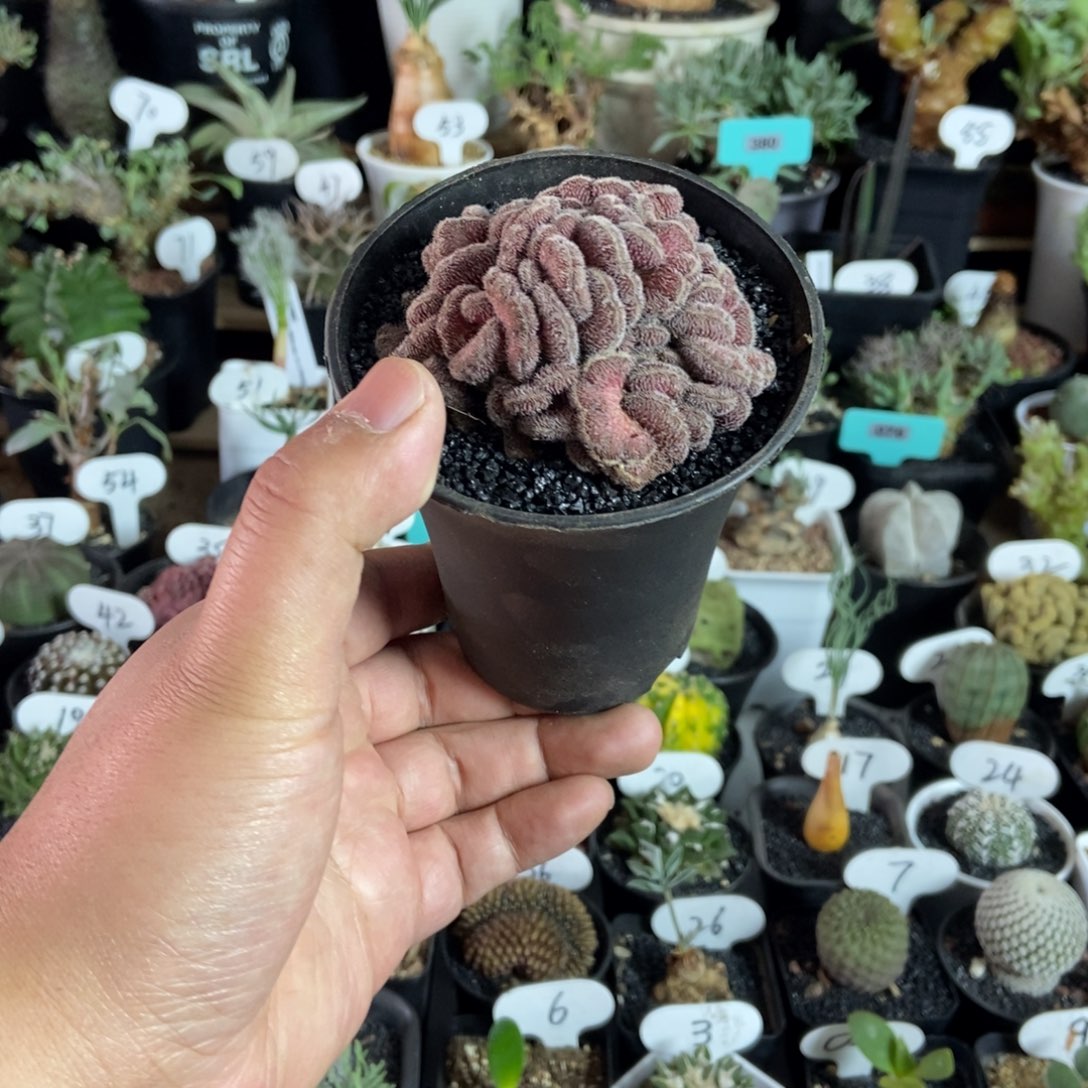 红檀缀化一物一拍