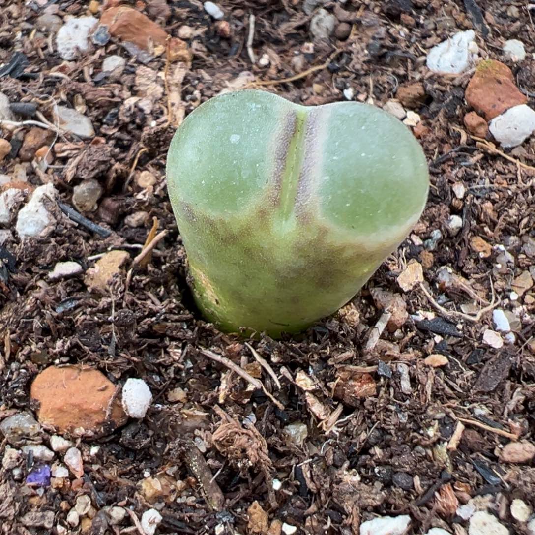 1.25好看的多肉653