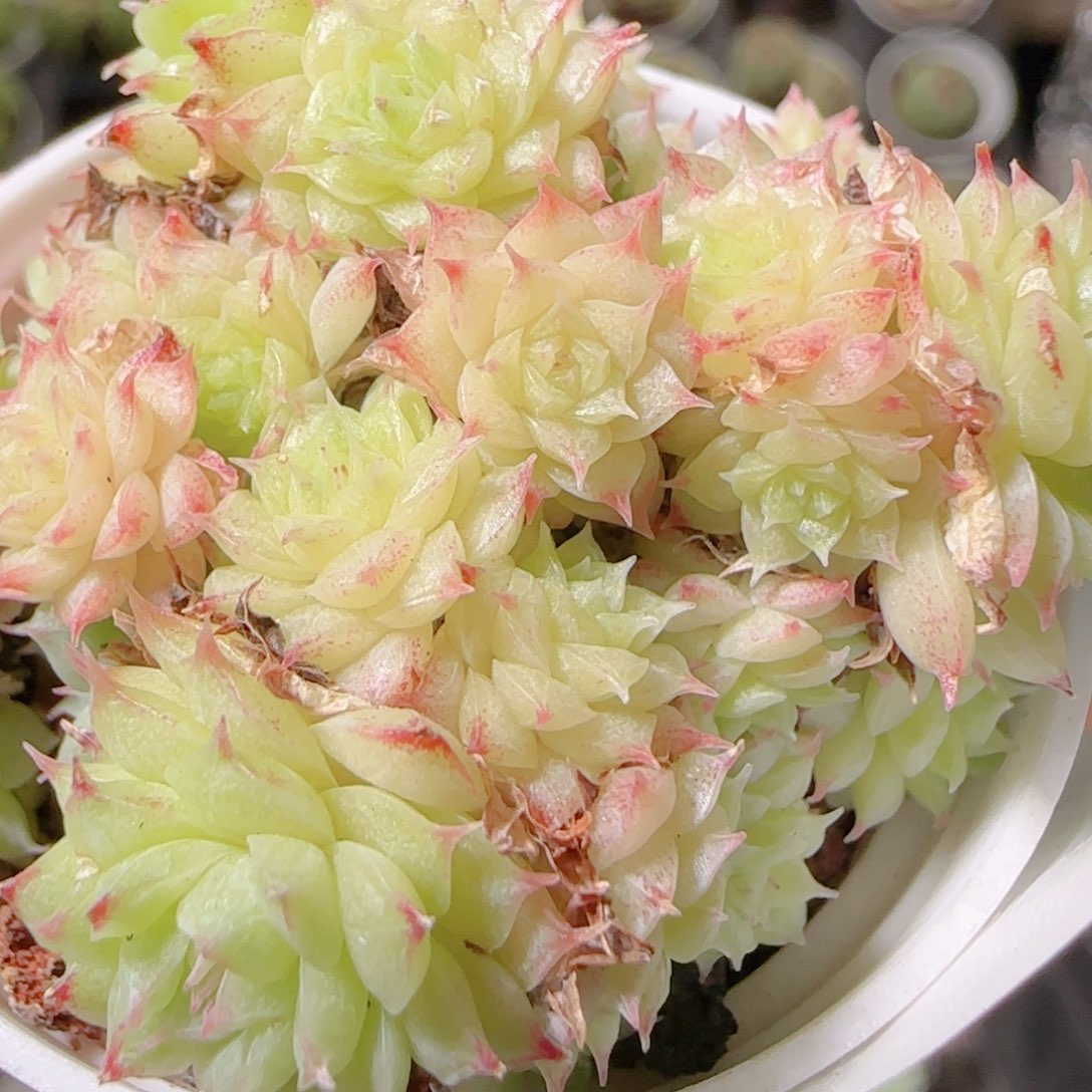 花语逸镜1102-129散