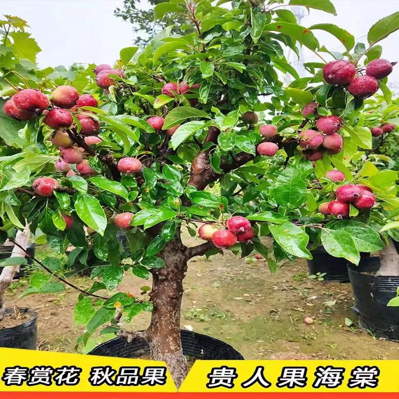 果子脆甜好吃精品贵人果海棠老桩赏花观果南北方种植耐寒耐高温