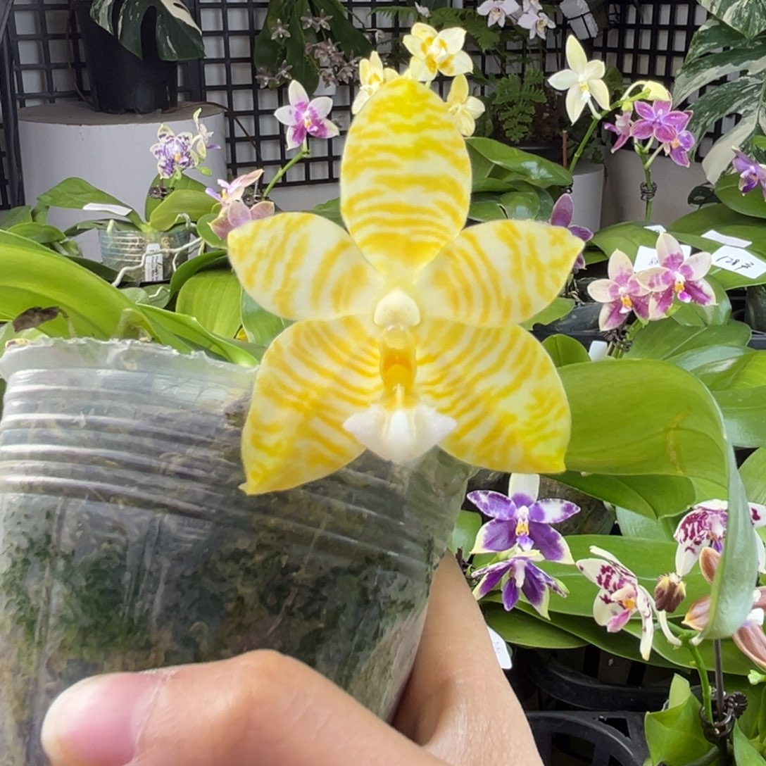 完全开放A038，路西法专拍