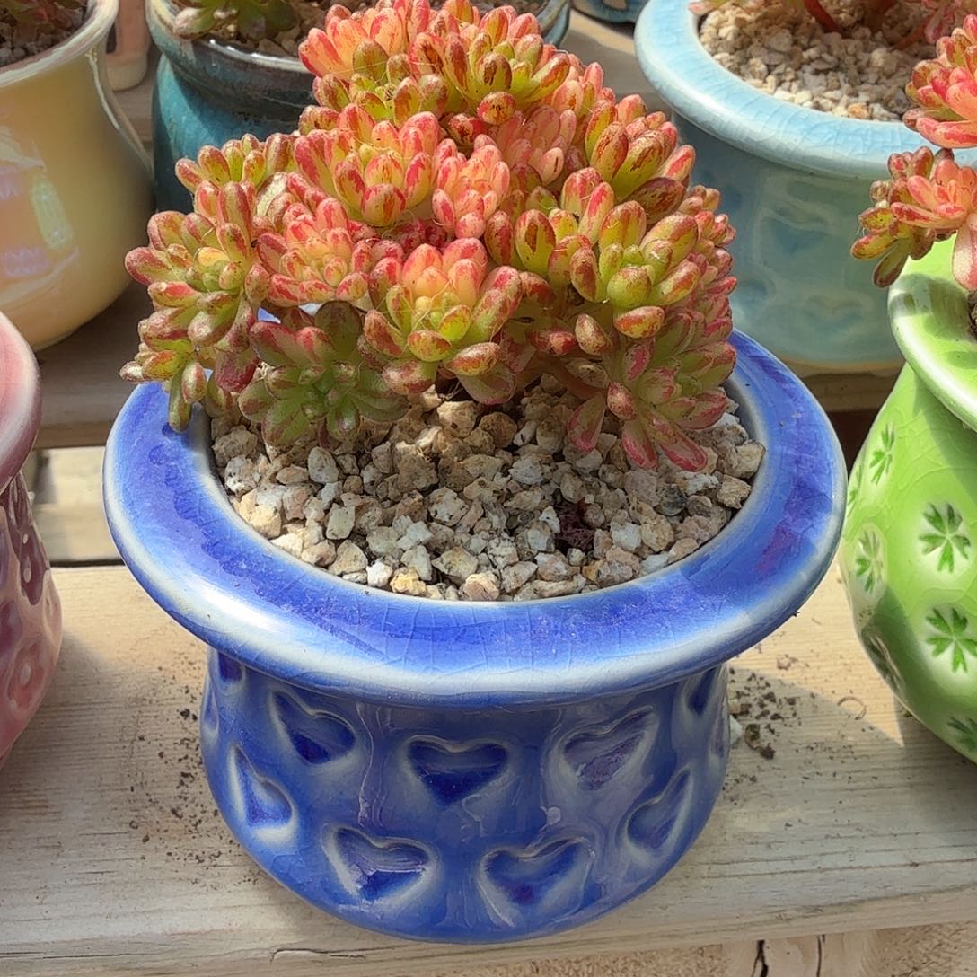 小人祭锦带盆多肉