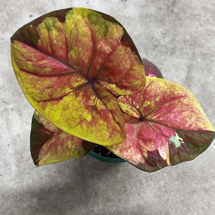 82-1210暮光广东现货