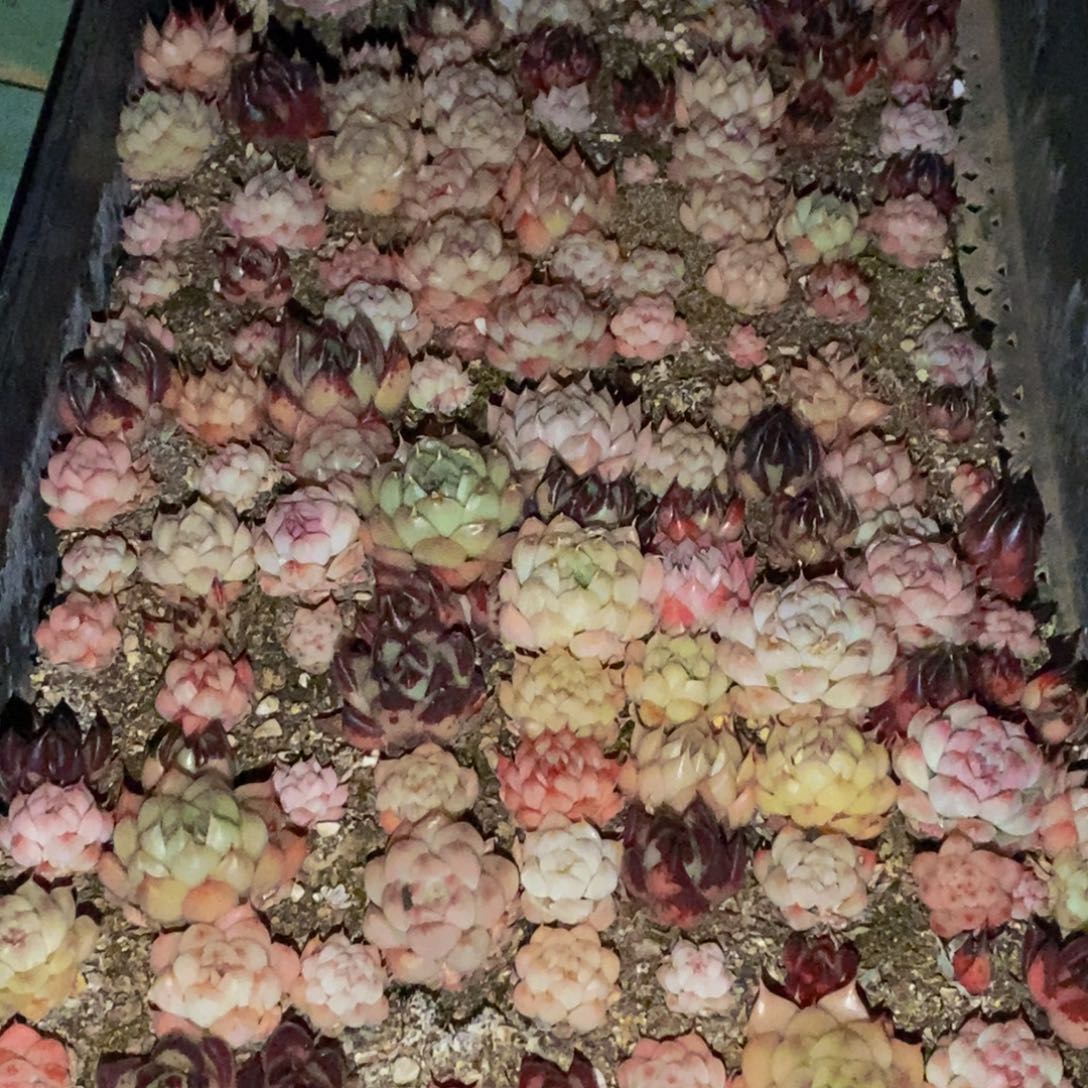 914多肉植物保护研究所所长助理