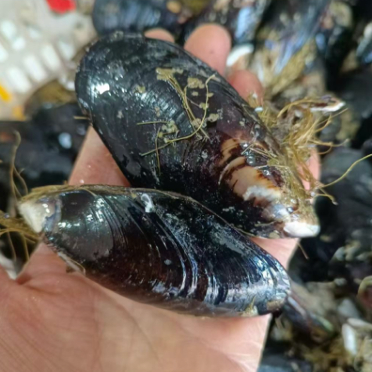 大连鲜活海虹贝500克每份