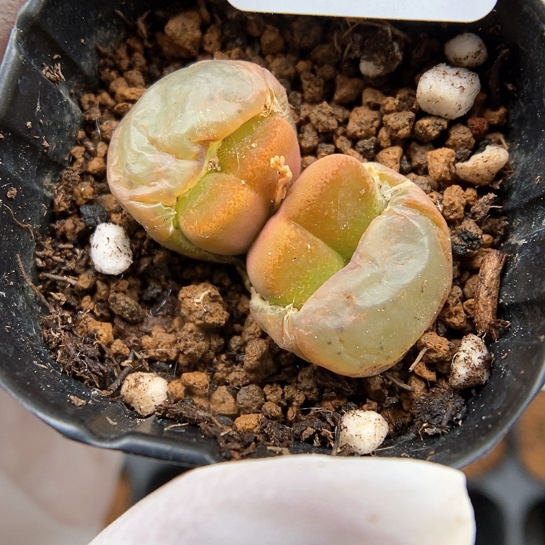 多肉植物A-276（2.0）杂