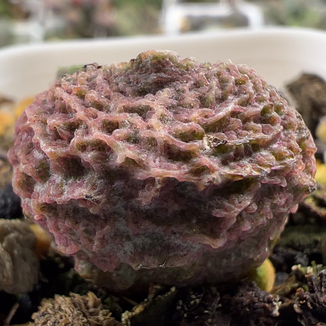 巨猪宝大苗多肉植物水泡