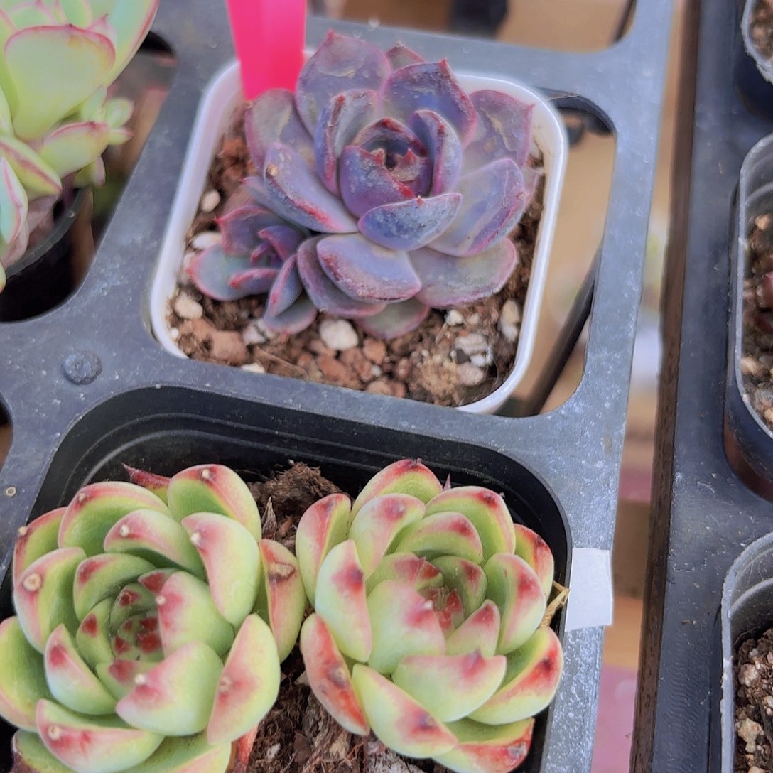 精品黑橙多肉植物