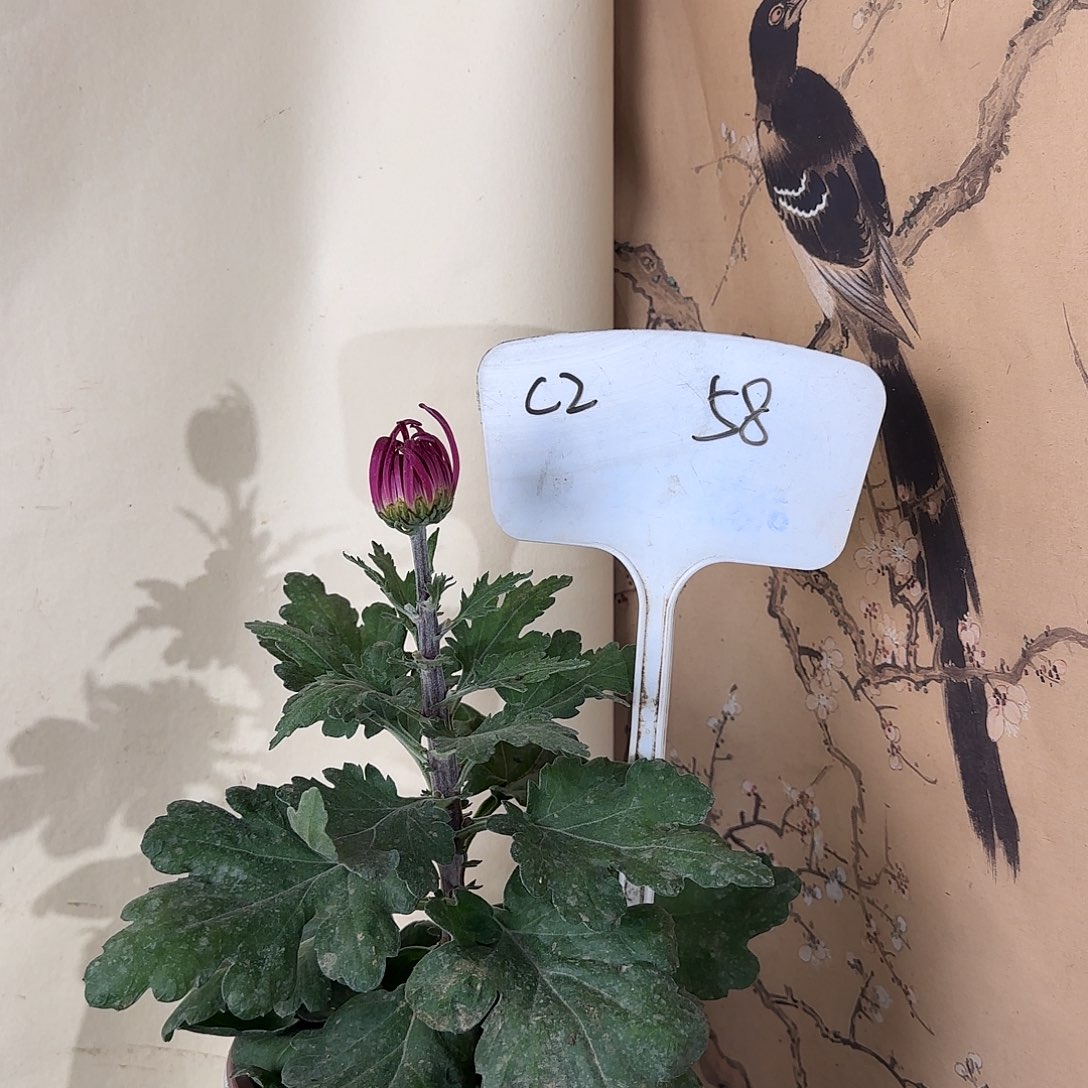 全部花朵C222222222