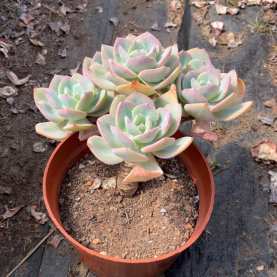 【闪购商品】梅**?白凤