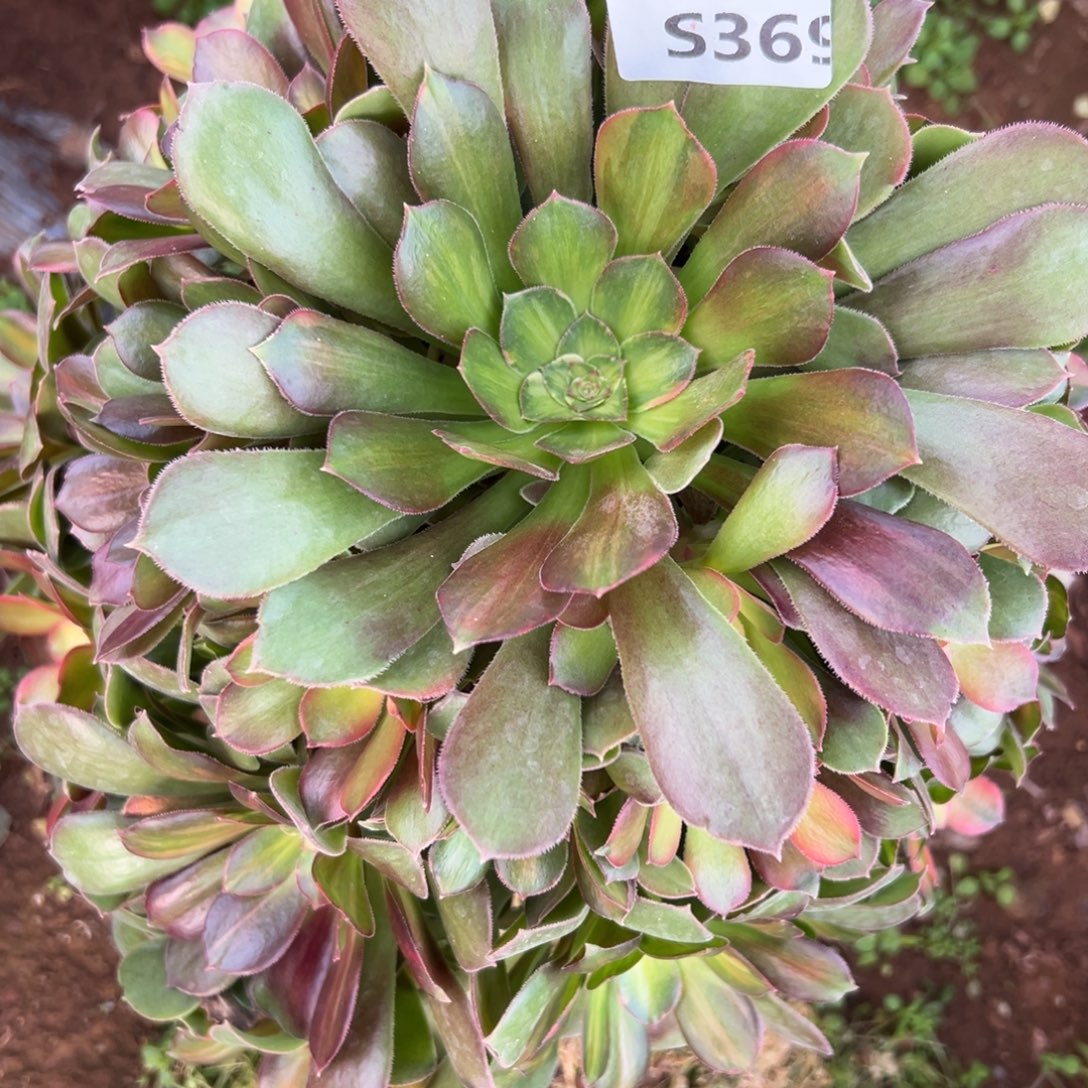 369绍修七彩，多肉法师