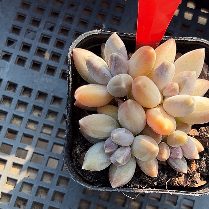 糖心       29055号  