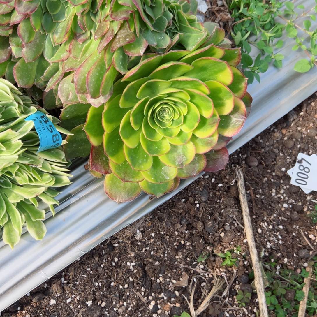 137 号多肉植物法师新号福利