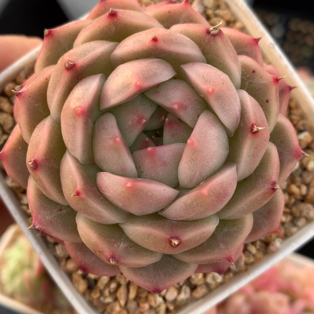 0125-14 麦秆优选
