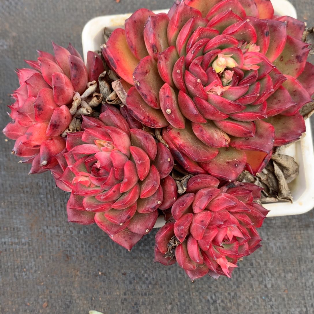 837杂交多肉14厘米