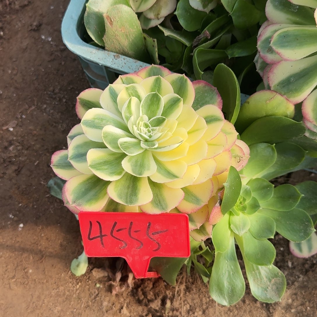 4555蓝莲花多肉法师